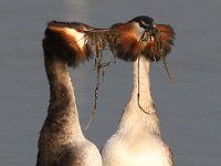 Die hofmakery 15 : frieda